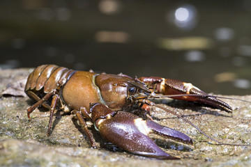 animal
