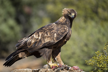 animal