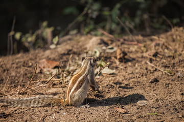 Indian palm squirrel