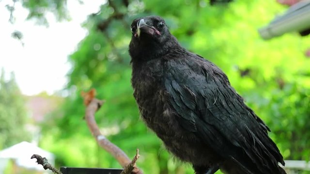 junge kr&auml;he, rabe, vogel