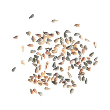 Seeds of Arctotis fastuosa (Venidium) isolated on white background