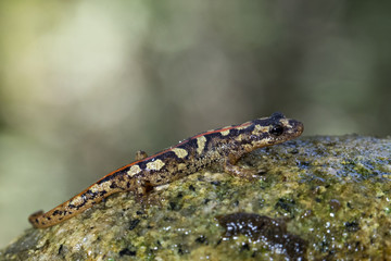 animal
