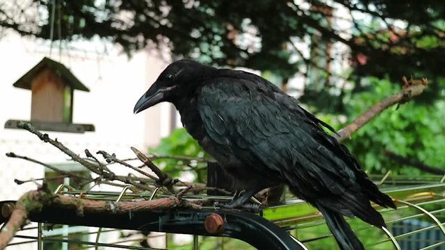 junge kr&auml;he, rabe, vogel