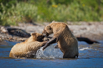 Fototapeta premium bear