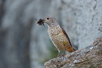 animal