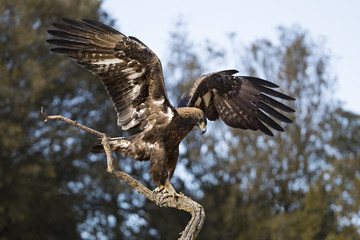 animal