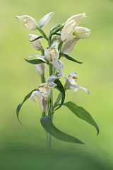 Obraz premium orchid