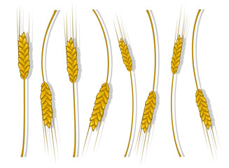 Spikes of wheat, barley or rye are woven into one bundle