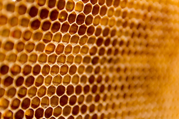 bee honeycomb texture