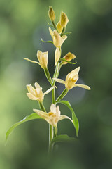 Fototapeta premium orchid