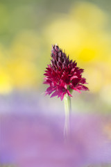 Obraz premium orchid