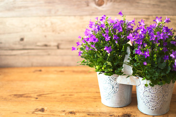 Fototapeta na wymiar Campanula flowers with wooden background decoration. Natural blue object for seasons spring and summer.