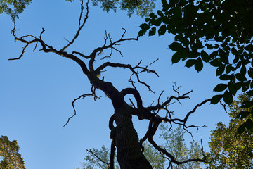 Obumarłe drzewo  © barytek