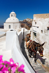 donkeys and mules that work as tourist “taxis” on the island of Santorini, Cyclades, Greece.