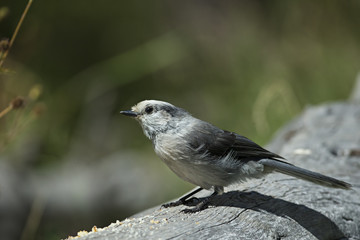 animal