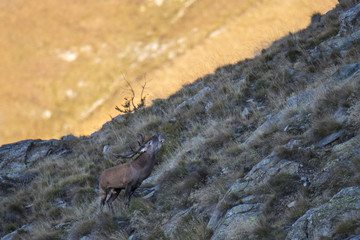 animal