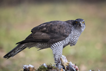 animal