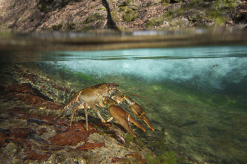 animal