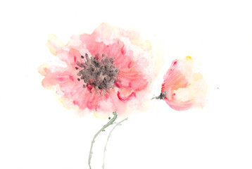 Stylized poppy flowers on white, Hand painted
