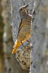 animal