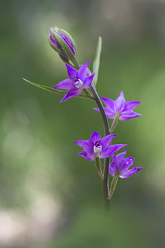 orchid
