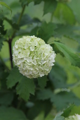 Viburnum opulus Roseum Blüte