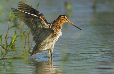animal