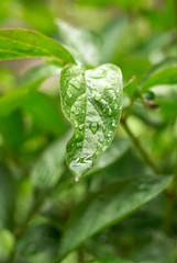Rain drops on green foliage of the growing plants