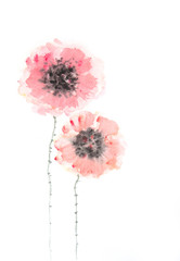 Stylized poppy flowers on white, Hand painted