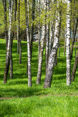 Obraz premium свежая весенняя зелень средней полосы России