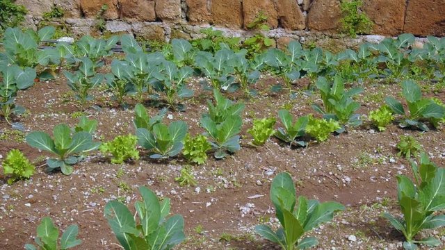 Close up panning shot of a vegetable garden on a sunny day - salads, potatoes, radishes