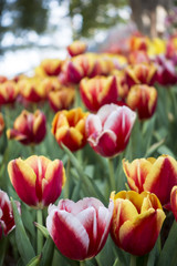 Fototapeta premium colorful Tuilip in the garden.