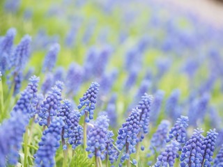Fototapeta premium ムスカリの花畑