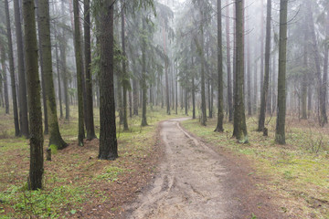 Fototapeta na wymiar A path in a misty forest on a March morning