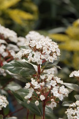 Viburnum tinus Bl&uuml;te