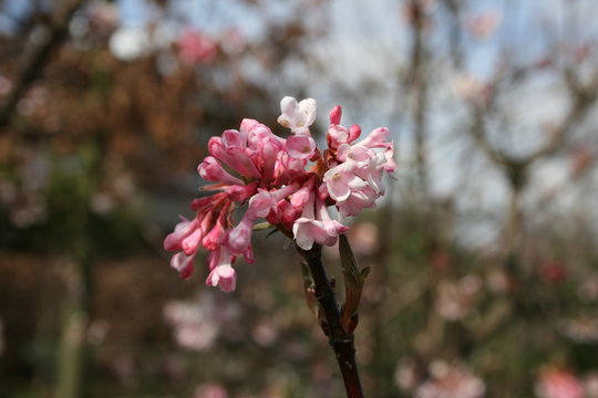 Viburnum x bodnantense Dawn Winterbl&uuml;her