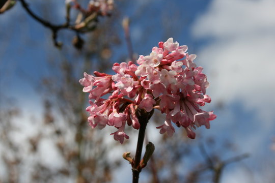 Viburnum x bodnantense Dawn Winterbl&uuml;her