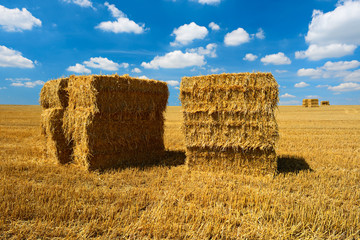 Bales of Straw in Stubble Field during Harvest, Summer Landscape under Blue Sky