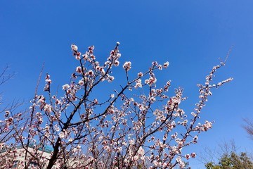 梅の花