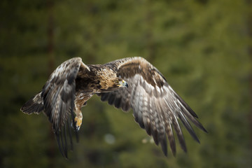 animal
