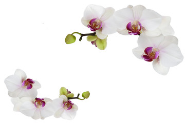 Orchids isolated background