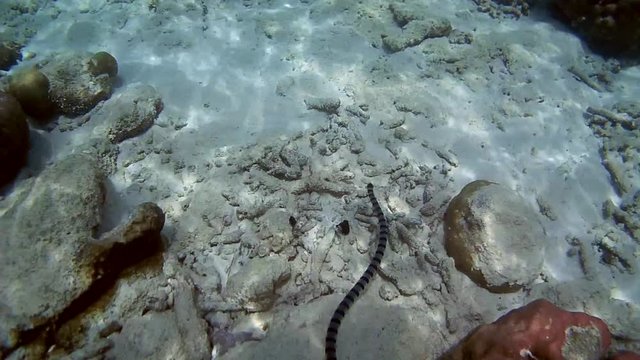 Black-banded Sea Krait or blue-lipped sea krait - Laticauda laticaudata, Oceania, Indonesia, Southeast Asia
