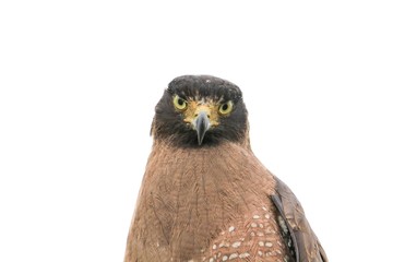  eagle closeup or falcon Peregrine beautiful on white background