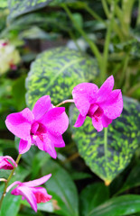 Bright pink orchids dendrobium against a background of tropical vegetation.