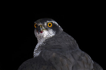 animal