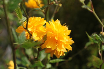 Kerria japonica Pleniflora Blüte