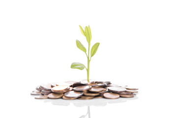 tree plant growing on gold pile coins. concept investment money finance.