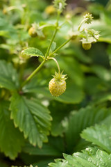 Unripe strawberry hanging on the branches. Green berry in the garden. Fresh organic food.