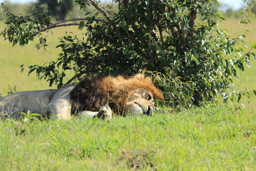 Naklejka na ściany i meble Mature lion sleeping under the tree in Kenya