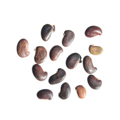 Seeds of shrubby bushclover (Lespedeza bicolor) isolated on white background